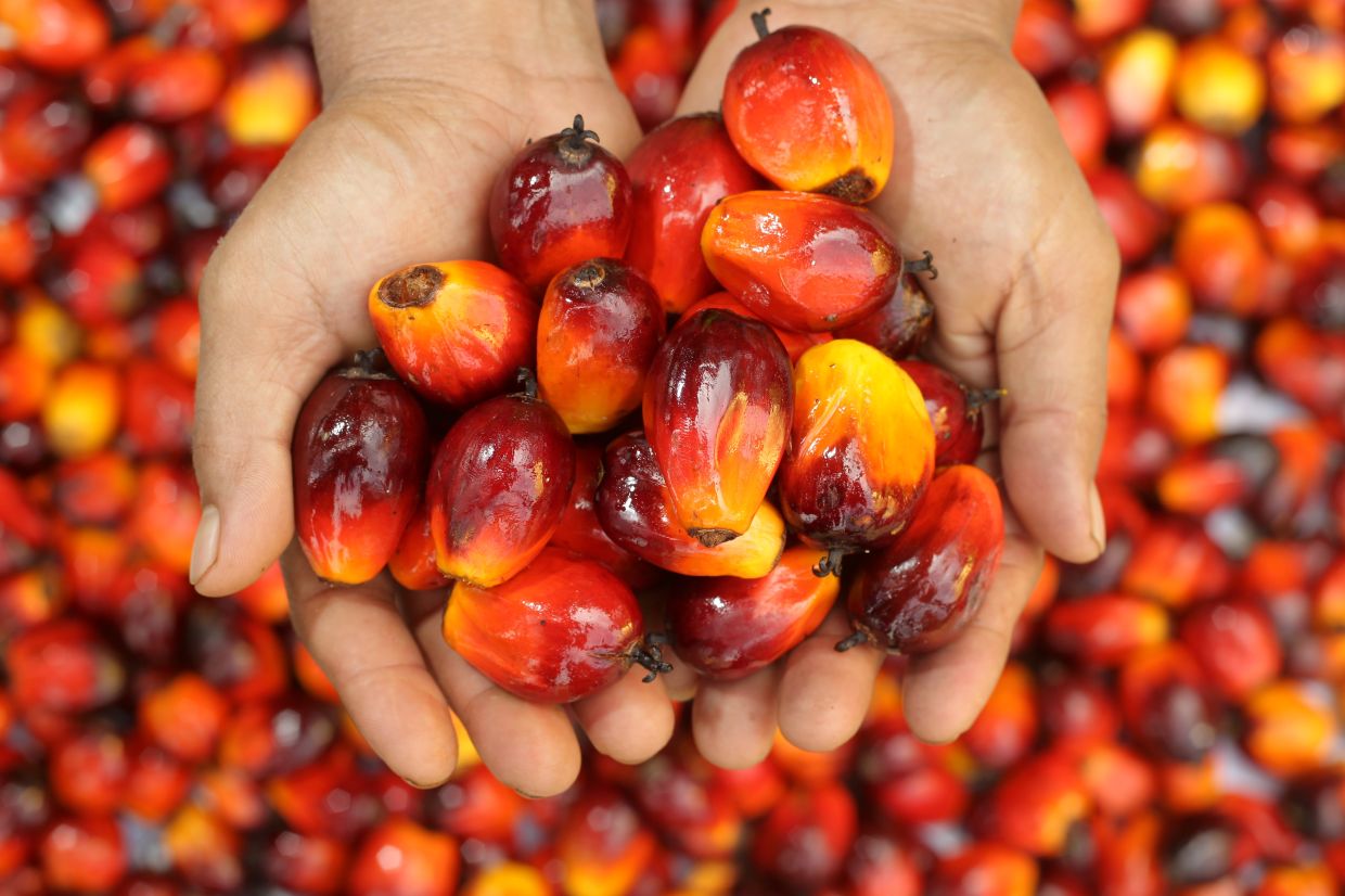 馬來西亞棕櫚油局研製的環保型（xíng）生物基多元醇用於聚合物產品