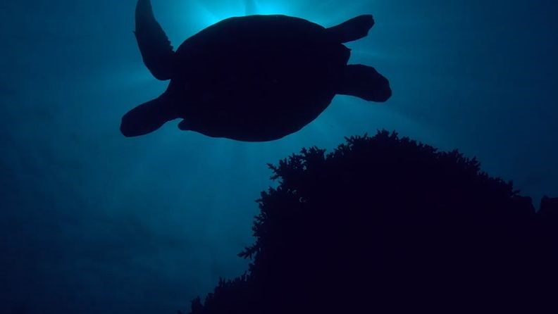 三星Galaxy係列采用從廢棄漁網中回收的尼龍