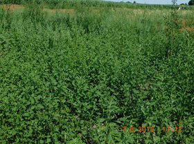 PHA生物塑料來源（yuán）有了新的進展